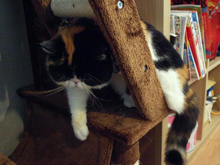 なぜか階段にはまってくつろぐイクラ