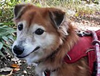 サナは甘え下手なところがかわいらしいワンコです