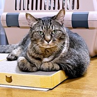 立派な体格もチャームポイントのひとつ。まめたろうくん（画像提供：ねこじま まめたろうさん）