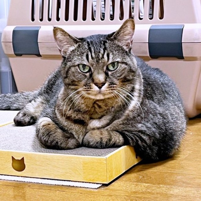 立派な体格もチャームポイントのひとつ。まめたろうくん（画像提供：ねこじま まめたろうさん）