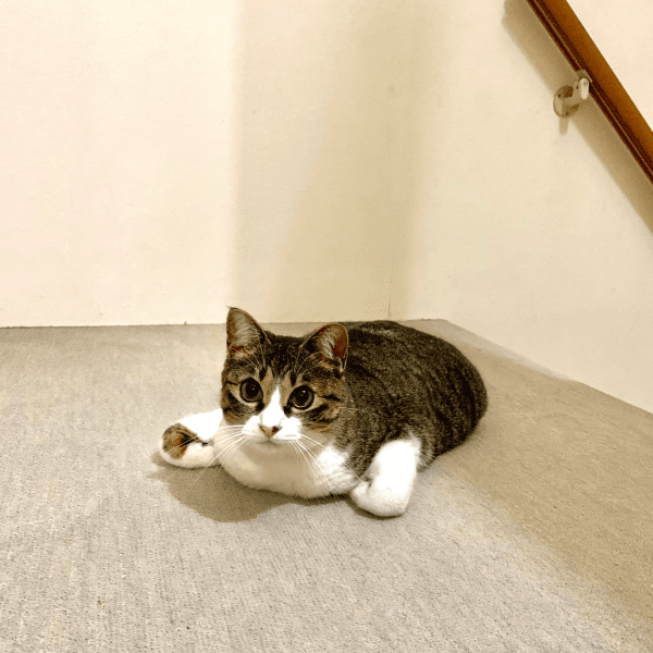 香箱座りが独特すぎる！ 前足をくの字にしてくつろぐクロエちゃん（画像提供：真顔のクロエさん）