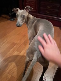 撫でて欲しいし、同時に飼い主さんのお顔も見たい、プットくん（画像提供：プットさん）