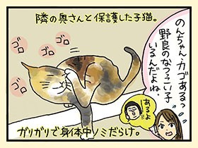 保護した子猫とさようなら　やっぱ、猫じゃけぇ(35)