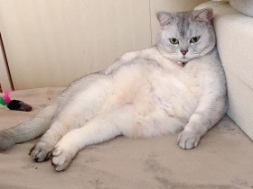 Stay Home！ 映画三昧もステキ アメショ「クッキー」