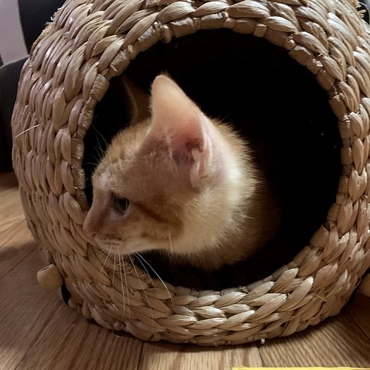 きなこくんのために用意したちぐら