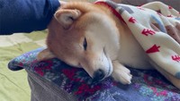 うとうと…（画像提供／柴犬ハルさん）