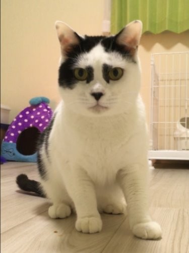 イロイロあって態度は変わった。「でも唯一無二の顔は変わらないよ」
(写真はすべて、飼い主の海江田さん提供）
