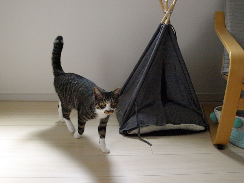 ステキなテントも用意してくれたんだよ