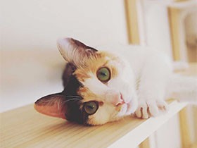 大雨の日に車の下で震えていた子猫　「さら」と運命の出会い