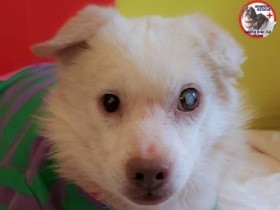 会いに来てくれますか？　「パナソニック保護犬猫譲渡会」に参加予定の犬（7）