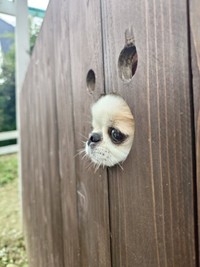 顔はめパネルに挑戦したほのちゃんーー横からのショット（画像提供：ほのさん）