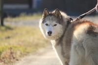 プードルやハスキーなど約100匹の犬が命を落とす火災現場。「救ってあげられなくてごめん」と手を合わせたというボランティア（photoACより「k******************m」さん撮影、イメージ画像）