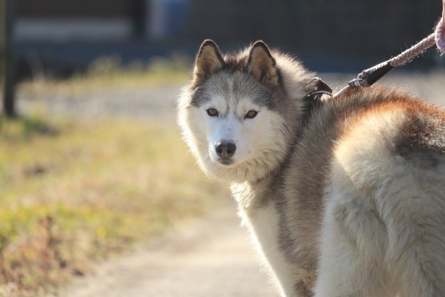 プードルやハスキーなど約100匹の犬が命を落とす火災現場。「救ってあげられなくてごめん」と手を合わせたというボランティア（photoACより「k******************m」さん撮影、イメージ画像）