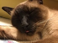 舌ペロンの寝顔