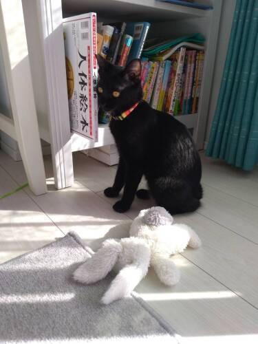 白いうさぎのぬいぐるみを倒したリリ。このあとNちゃんに「絶対ダメ」と叱られ、二度とこのうさぎを襲わなくなったそう（Aさん提供）