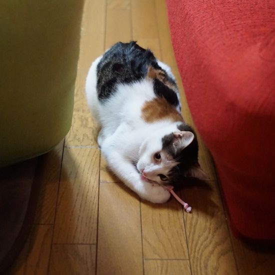 オモチャにすりすりしています