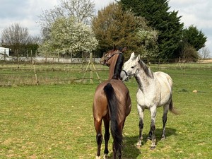 走り終えた馬はどこへ行くのか　フランス・日本で広がる「第２の人生」を支える試み