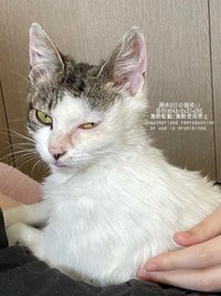 保護時、ガリガリに痩せていたねこさん（画像提供：週休8日の猫吸いさん）