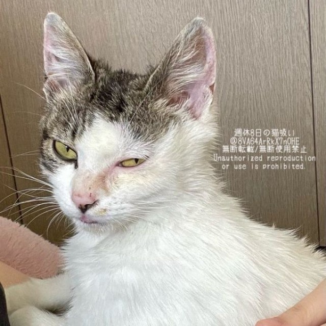 保護時、ガリガリに痩せていたねこさん（画像提供：週休8日の猫吸いさん）