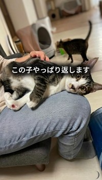 猫を初めて飼うという里親さん。「この子やっぱり返します」と言われる不安もあったが…（保護猫シェルター「はぐみぃハウス」さん提供、Instagramよりキャプチャ撮影）