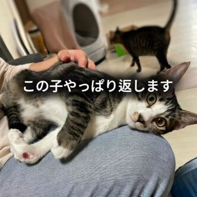 猫を初めて飼うという里親さん。「この子やっぱり返します」と言われる不安もあったが…（保護猫シェルター「はぐみぃハウス」さん提供、Instagramよりキャプチャ撮影）