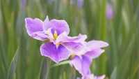 かわつ花菖蒲園（坂出市・2024年の様子）