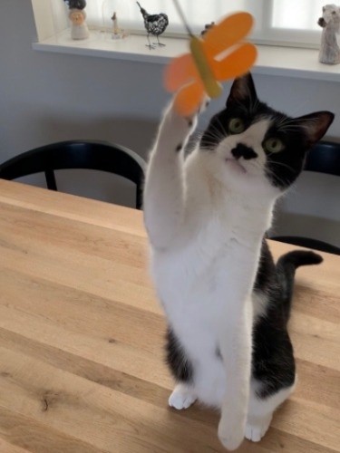 こんなふうに遊んでみたり　（提供写真）