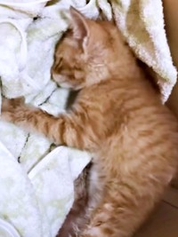 緊急保護されたミックくん。起き上がることはできませんでした（画像提供：ミックという猫さん）