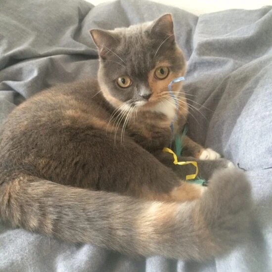 家にきたころの「フムス」