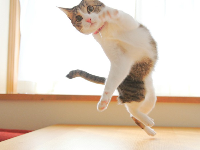 躍動感ハンパねぇぜ！