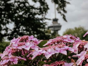 ピンクのスーツで臨んだ小学校の入学式で、ピンクが嫌いになった