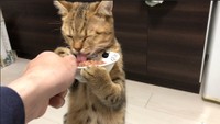 また猫缶が食べられることに感謝します…（提供：みにら日記さん）