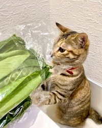 小松菜も好きだけど、ほうれん草の方が好き