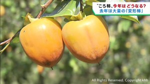 宮城・丸森町産の柿は例年並みの糖度　前年は変形被害も