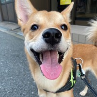 笑顔がキュートな虎徹くん（画像提供：虎徹さん）