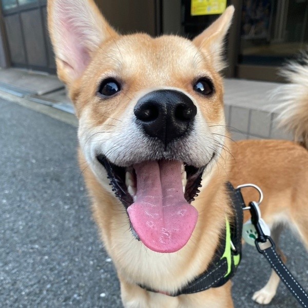 笑顔がキュートな虎徹くん（画像提供：虎徹さん）