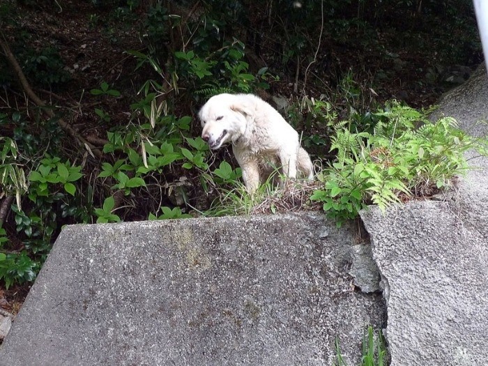 震災から２カ月、木戸ダムから川内村へ抜ける山道で犬と遭遇した（太田康介さん撮影）