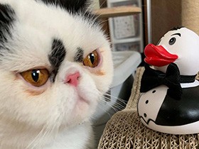 初めての出会いビクビクしながらジーッ　エキゾチック「とろ」　