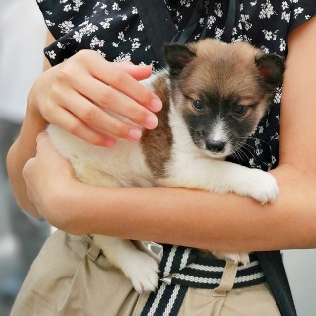 飼い主さん家族と初対面を果たした子犬時代のサンちゃん（画像提供：保護犬サンちゃんさん）