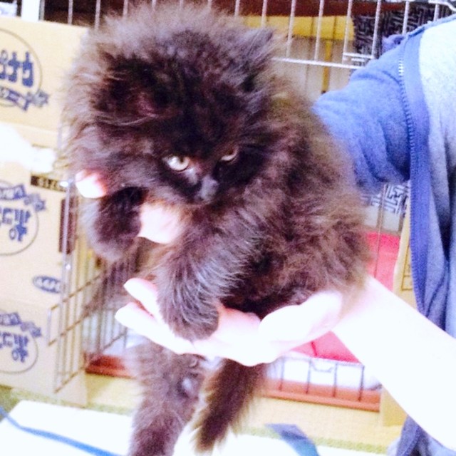 子猫時代、抱き上げられるさぬき丸さん（画像提供：さぬいちさん）