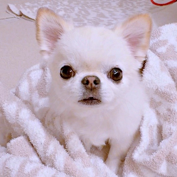 のんびりマイペースなうにちゃん（画像提供：うにちゃん＆えびちゃん）