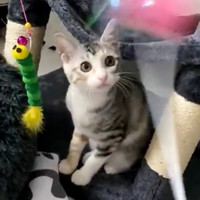 おもちゃで遊ぶテトちゃん（画像提供：テト(バステト女神)と私さん）