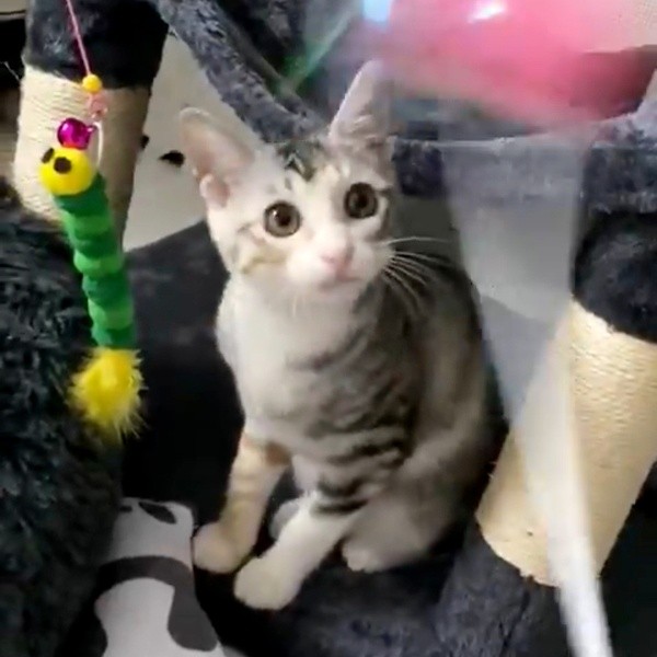 おもちゃで遊ぶテトちゃん（画像提供：テト(バステト女神)と私さん）