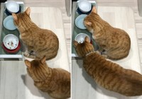 クウちゃんの食べ残しを狙うカイちゃん（下）（提供写真）