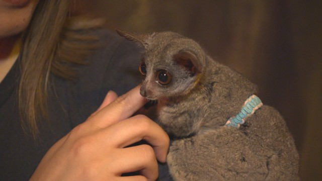 ショウガラゴ　ガラモモカフェ　倉敷市