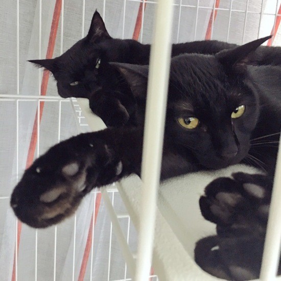 「やる気？」家に迎えた当初、シャーシャーだったパン（あいみさん提供）