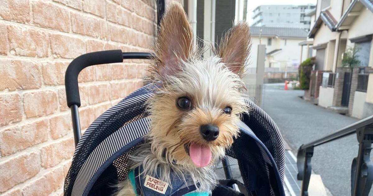 Lively＆Lovely　ライブリー＆ラブリー　ヨークシャーテリア Lively＆Lovely ライブリー＆ラブリー ヨークシャーテリア おもちゃ