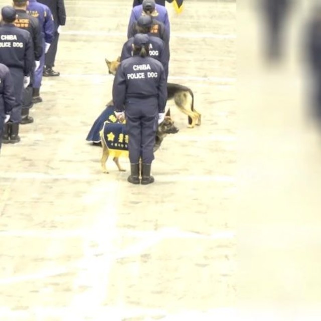 犬たちが見ている方向を確認すると、隣の隊列の中に倒れた人が（動画からキャプチャー／提供：ゆるふわ怪電波☆埼玉さん　※プライバシー保護のため元の動画にモザイクがかかっています）