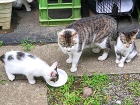 庭に母子４匹の猫が居着いていた　初めての保護活動で手に汗を握る