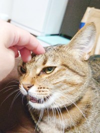 なでなでが好きな時もある